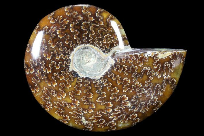 Polished, Agatized Ammonite (Cleoniceras) - Madagascar #88073